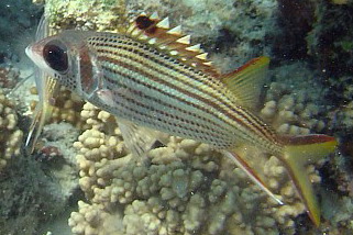 Neoniphon sammara - Blutfleck-Husarenfisch (Blutfleck-Husar)